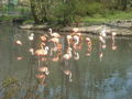 ~ Tierpark Schmieding u Wels 2009 ~ 57760289