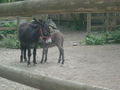 ~ Tierpark Schmieding u Wels 2009 ~ 59296142