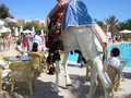 El Gouna-Hurgada-Ägypten 2007 (Seme 16616866