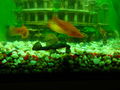 Unser Aquarium 58721363