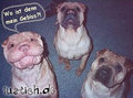 lachen ist gesund!! 26589490