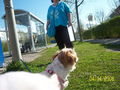 meine hunde 36856168