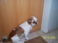 meine hunde 36856321