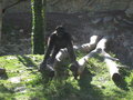 Schulausflug Tierpark Schmiding 26728130