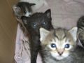 4 kleine Katzenbaby´s zu verschenken 60717508