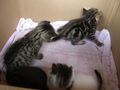 4 kleine Katzenbaby´s zu verschenken 60717513