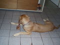 MeI hUnD!!!!!!!!!! dE nIcI 58530241