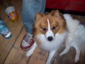 mein kleiner HUND!! Da Jimmy 29905505