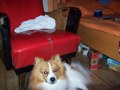 mein kleiner HUND!! Da Jimmy 29905522