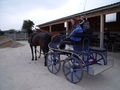 Sabi und Shaya beim Kutschen fahren 67430002