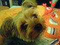 Mein Hund Gino! 45582834