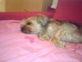 Mein Hund Gino! 45582903