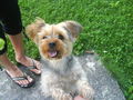 Mein Hund Gino! 45584630