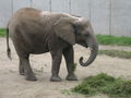 tierpark schönbrunn 46162693