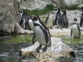 tierpark schönbrunn 46163450