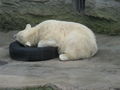 tierpark schönbrunn 46168644