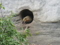 tierpark schönbrunn 46169008