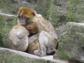 tierpark schönbrunn 46169060