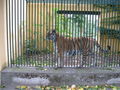 tierpark schönbrunn 46248727