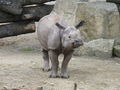 tierpark schönbrunn 46248807