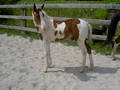 www.PAINTHORSEPRAIRIE.at 2636747