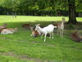 Wildpark Schloß Ortenburg, Bezirk 20698269