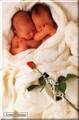 Anne Geddes 3287847