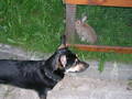 Mei Hund und I 2276004