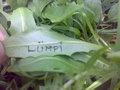 Luempi15Wdg - Fotoalbum