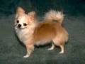 -_SoOo SüzZze Chihuahua_- 8850726