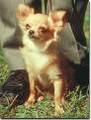 -_SoOo SüzZze Chihuahua_- 8850729