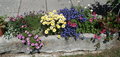 blumen 27076207