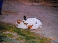 Hase & Katze 64199714