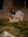 Hase & Katze 64199747