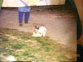 Hase & Katze 64199751