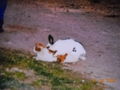 Hase & Katze 64199754