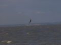 Kiten Neusiedlersee 56981838