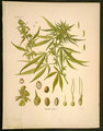 Cannabis sativa L. 10195102