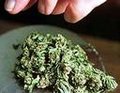 Cannabis sativa L. 11870940