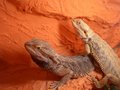 My Reptiles 19339618