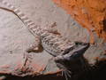 My Reptiles 5170400