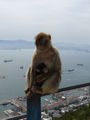 gibraltar 2009 61924406