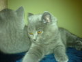 me and my muzi cats 16572241