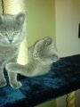 me and my muzi cats 16572250