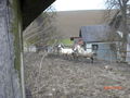 Pony´s im Frühling (= 56973959