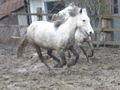 Pony´s im Frühling (= 56973966