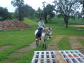 Pony`s haben Besuch... 62187252