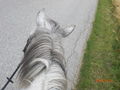 Pony`s haben Besuch... 62187295