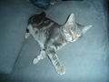 Jack the Cat! 50210476