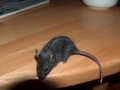 Meine Ratten ois Baby´s 17949350